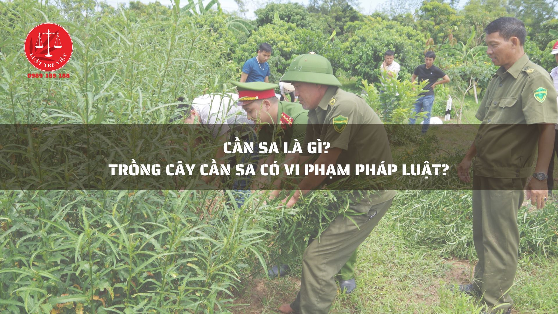 CẦN SA LÀ GÌ? TRỒNG CÂY CẦN SA CÓ VI PHẠM PHÁP LUẬT?